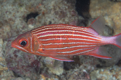Sargocentron xantherythrum