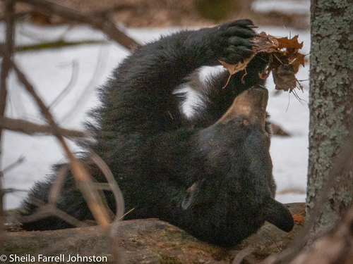 American Black Bear photographed in Minnesota