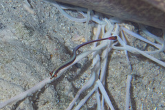 Dunckerocampus baldwini