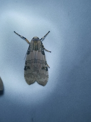 Halysidota underwoodi