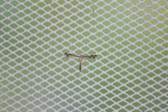 Stenoptilodes antirrhina