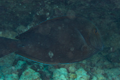 Acanthurus nigroris