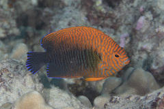 Centropyge potteri