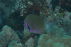 Pycnochromis pacifica