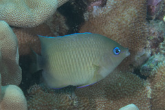 Plectroglyphidodon johnstonianus