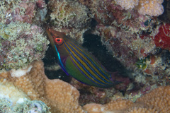 Pseudocheilinus tetrataenia