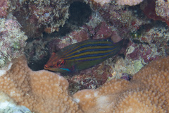 Pseudocheilinus tetrataenia