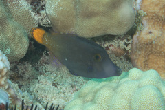 Pervagor aspricaudus