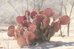Opuntia gosseliniana