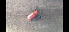 Synhoria maxillosa