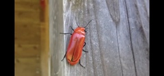 Synhoria maxillosa