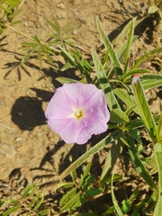 Ipomoea bolusiana