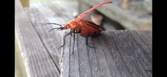 Synhoria maxillosa