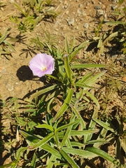 Ipomoea bolusiana