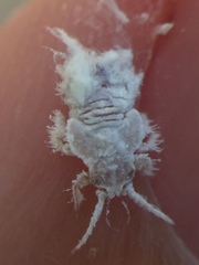 Phellopsylla formicosa