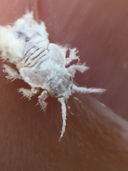 Phellopsylla formicosa