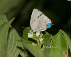 Strephonota tephraeus