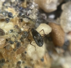 Pseudovelia esakii