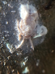 Phellopsylla formicosa