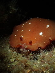 Dendrodorididae