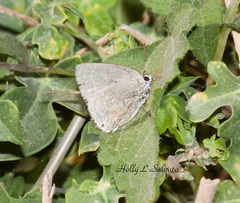 Strephonota tephraeus