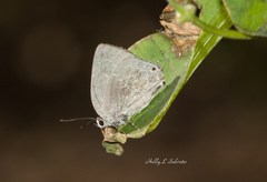 Strephonota tephraeus