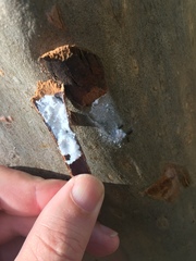 Phellopsylla formicosa