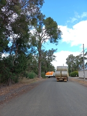 Corymbia calophylla