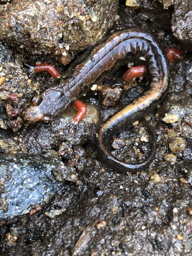 Ocoee Salamander, Desmognathus ocoee