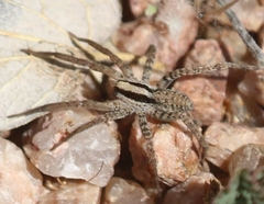 Camptocosa parallela