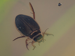 Dytiscus dauricus