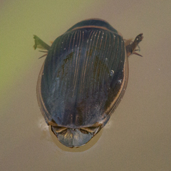 Dytiscus dauricus