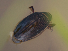 Dytiscus dauricus