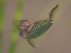Dytiscus dauricus