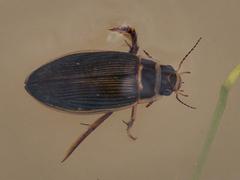 Dytiscus dauricus