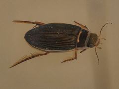 Dytiscus dauricus