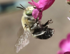 Anthophora centriformis
