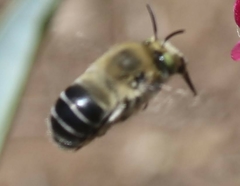 Anthophora centriformis