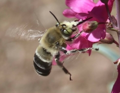 Anthophora centriformis