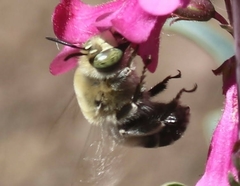 Anthophora centriformis