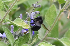 Xylocopa tabaniformis orpifex