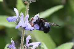 Xylocopa tabaniformis orpifex