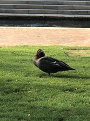 Cairina moschata domestica