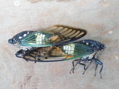 Cryptotympana acuta