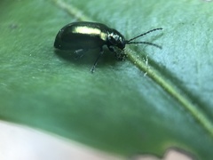 Altica viridana