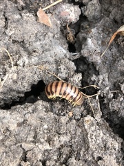 Rhysodesmus texicolens