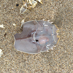 Blepharipoda occidentalis