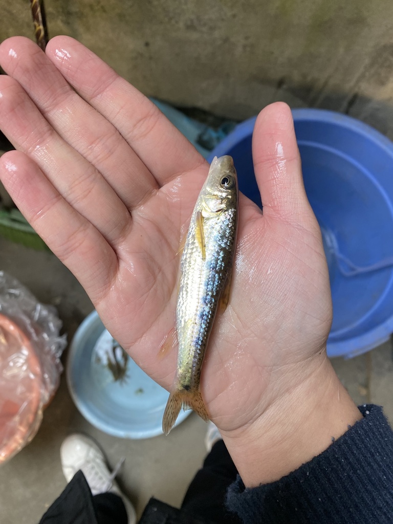 Coin gudgeon (Belligobio nummifer) — Cyprinidae
