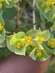 Tithymalus