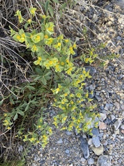 Tithymalus